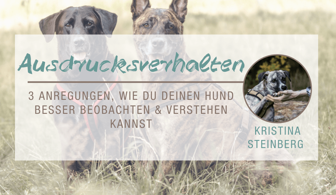 Körpersprache des Hundes: 3 Anregungen, wie Du Deinen Hund besser beobachten und verstehen kannst