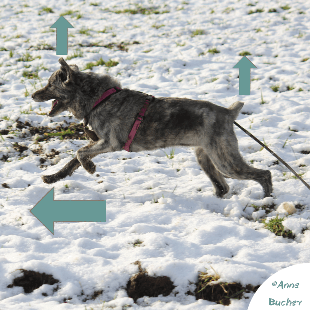 Körpersprache des Hundes:Gemonetrie des Körpers