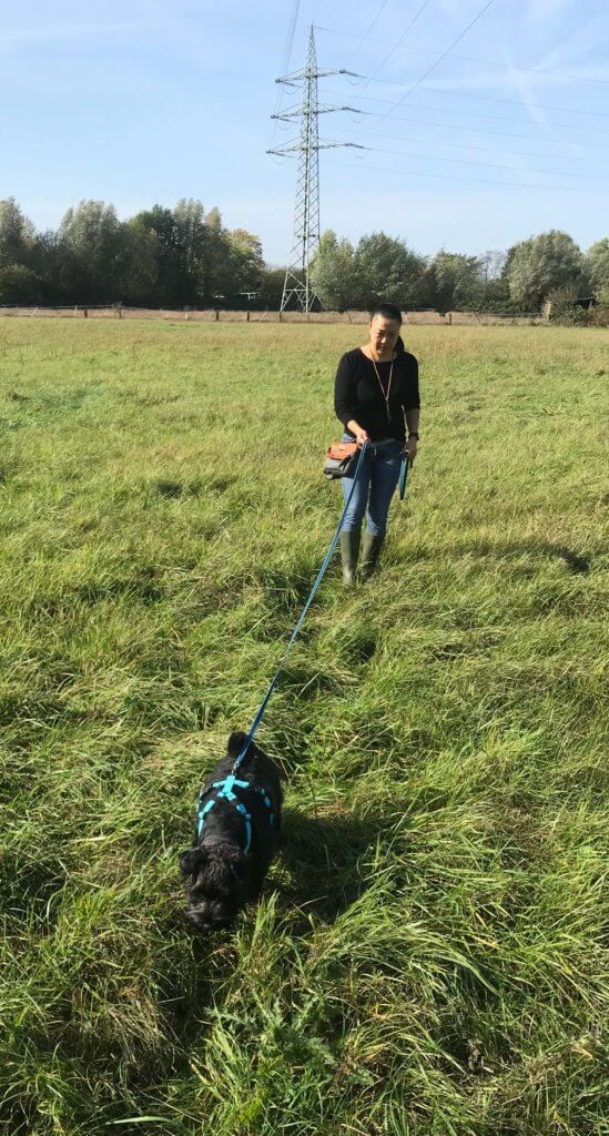 Nasenarbeit mit dem Hund