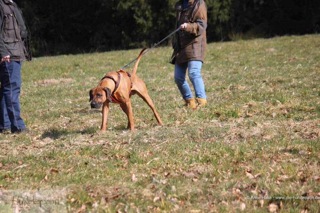 Leinenaggressivität bei deinem Hund Anne Bucher CaneCaba®