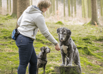 So wird das Leben mit Hund leicht