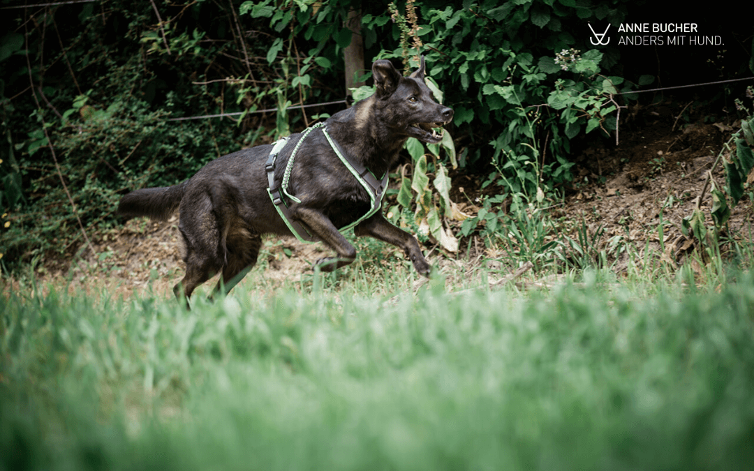 Sieben Dinge die du tun kannst, wenn freilaufende Hunde in euch reindonnern