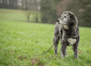 was ist ein problemhund Was ist ein Problemhund